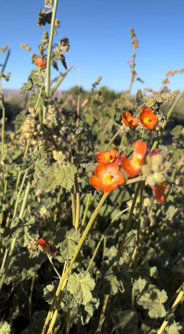 Orange globemallow wildflowers blooming in the high desert