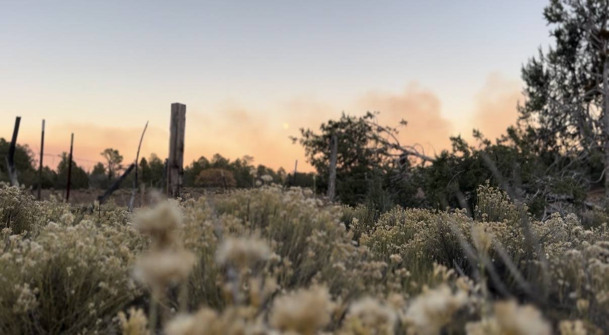 Weathered fence posts in golden rabbitbrush at sunset on the Hualapai Reservation