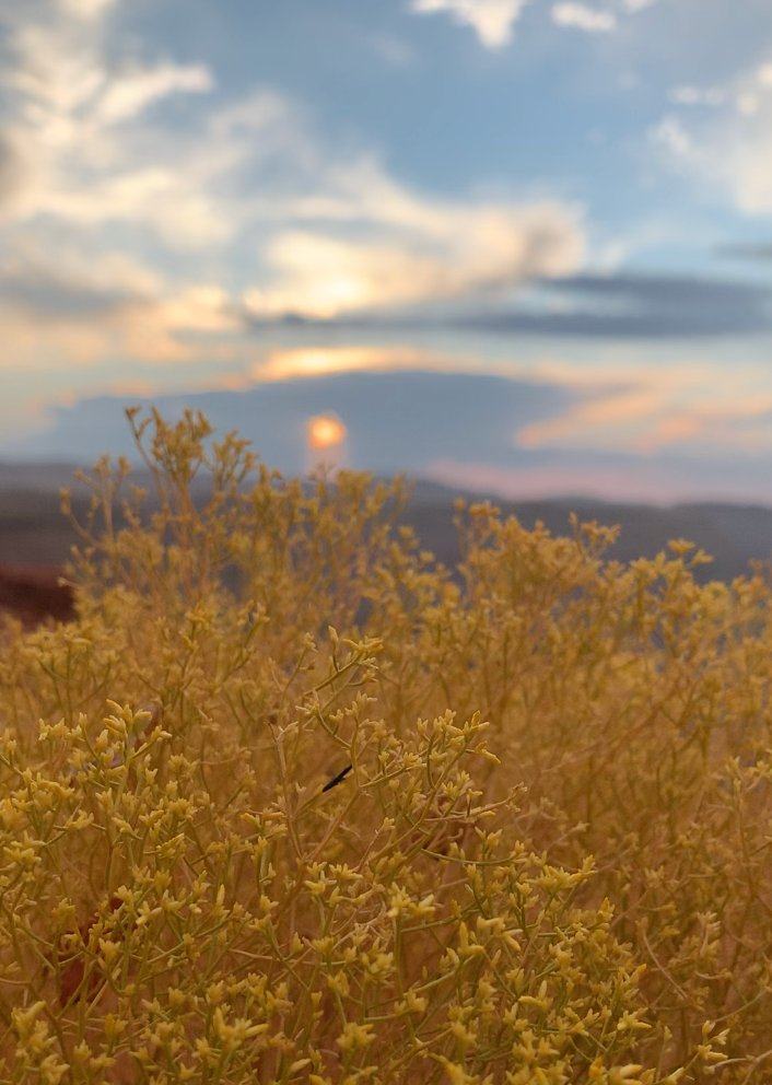 Golden rabbitbrush in bloom with the sun setting over distant hills