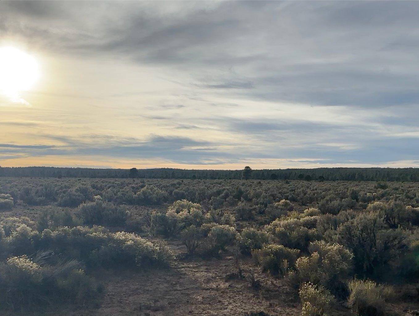 Morning sun over a sagebrush flat with a long line of tall pines on the horizon