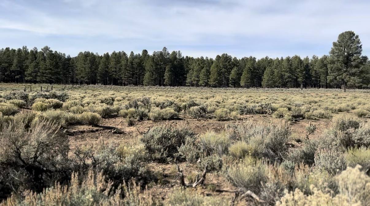 Sagebrush flat meeting a line of tall ponderosa pines on the Hualapai Reservation