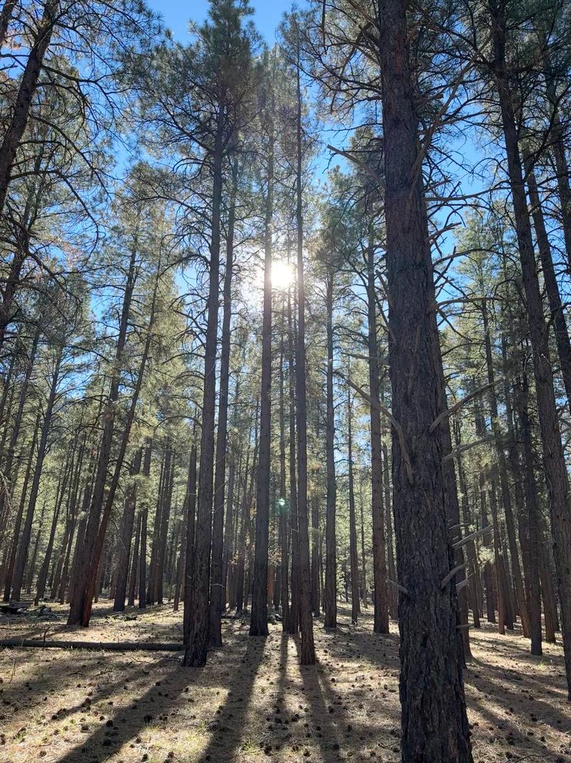 Sunlight streaming through a forest of tall ponderosa pines, casting long shadows across the forest floor