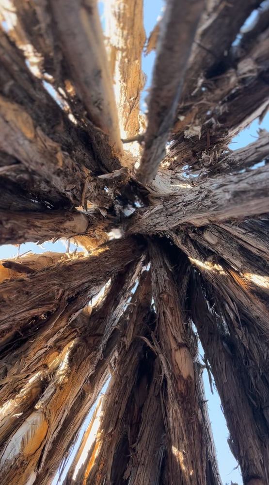 Looking skyward through the juniper poles of a traditional wickiup roof